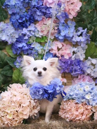 20250611ルルちゃん